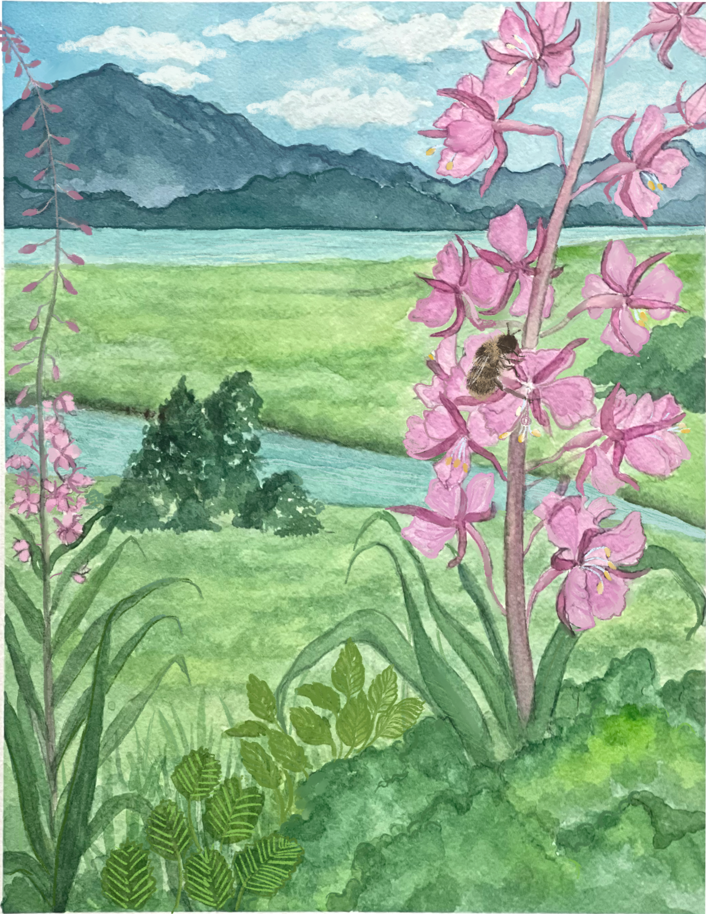 Fireweed Landscape