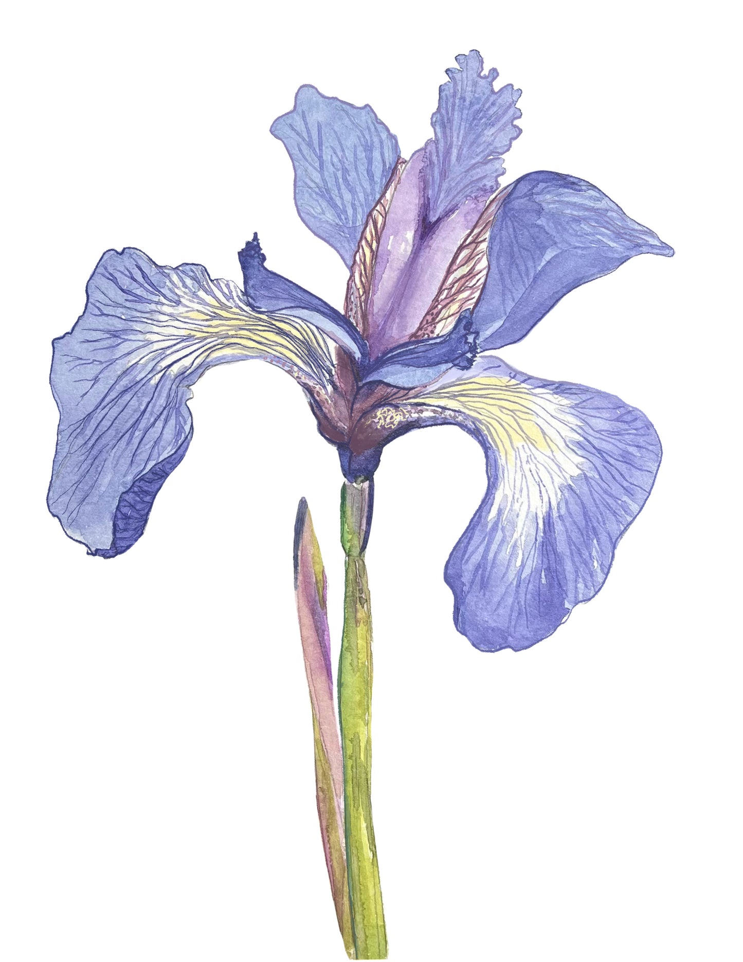 Alaskan Iris